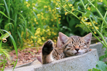 The Indoor vs Outdoor Living Dilemma: A Guide for Cat Owners